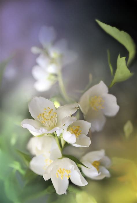 茉莉花圖|超过 700 张关于“茉莉花”和“茉莉”的免费图片